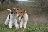 FOX TERRIER 491